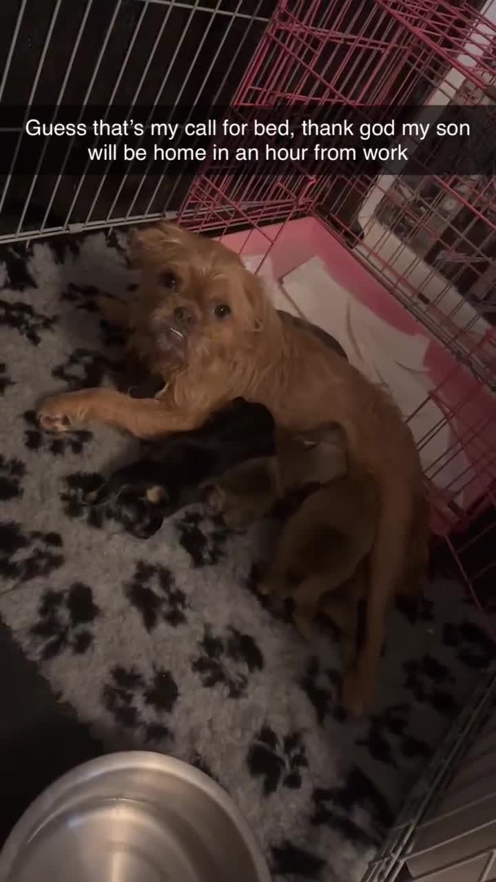 Mixed Breed dogs for sale: 6 beautiful puppies for sale, 3 female and 3 male - Video 2