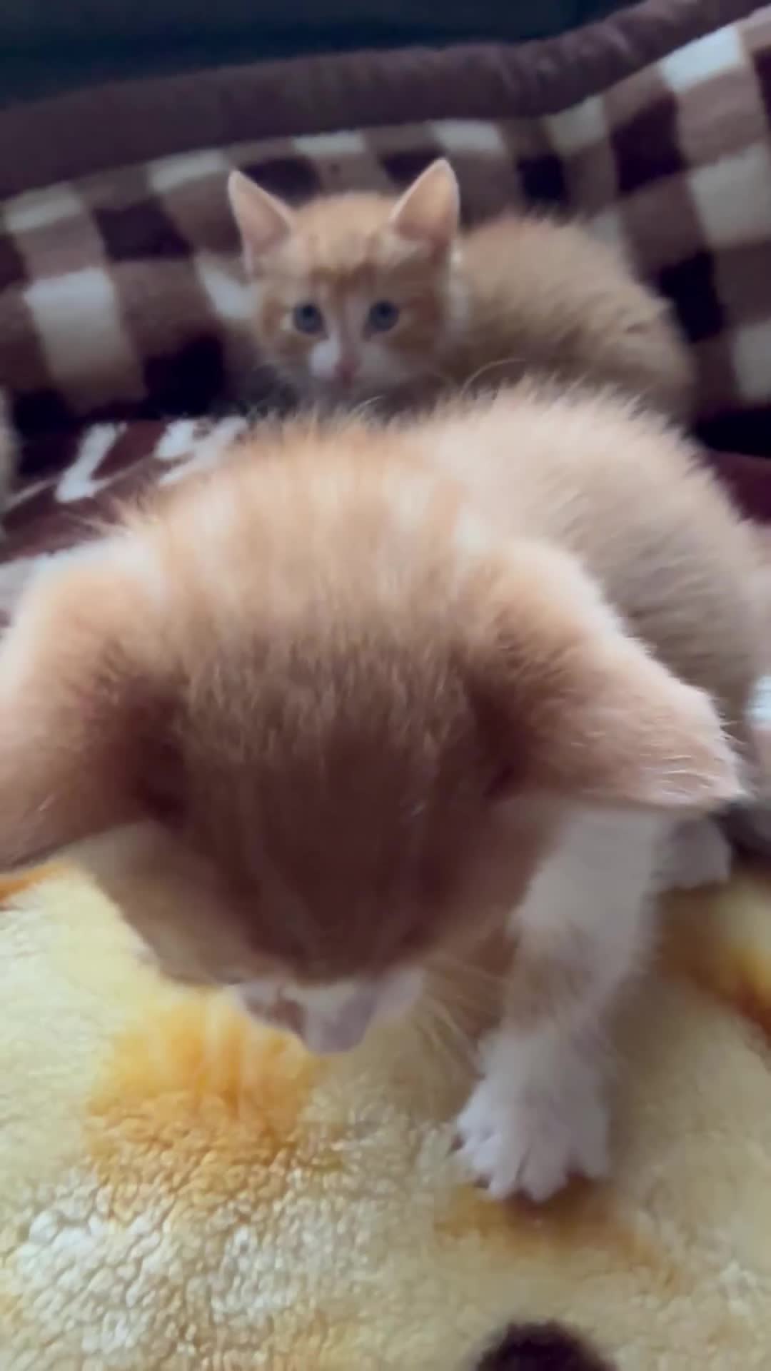 Mixed Breed cats for sale: Kittens - Video 1