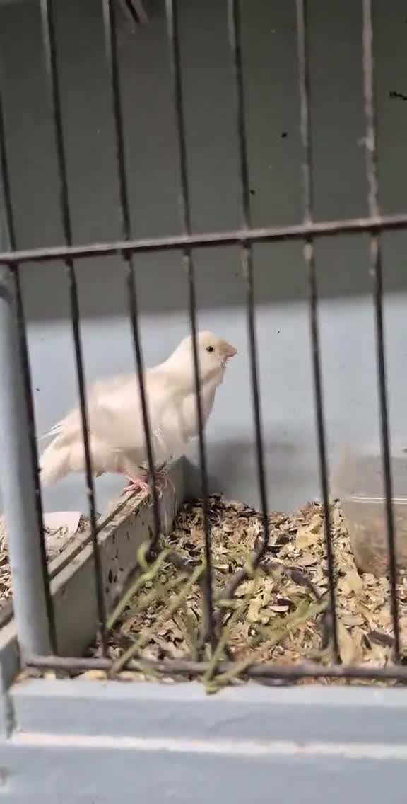 Mixed Breed birds for sale: Mixed - Video 1