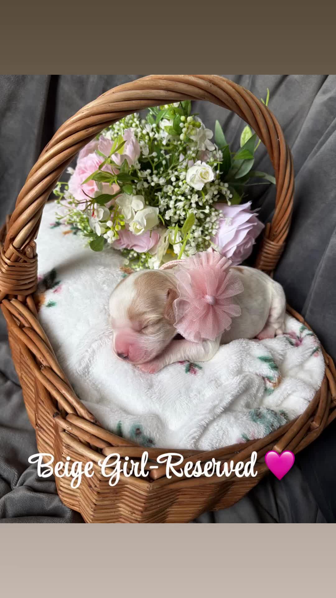 Cocker Spaniel dogs for sale: ✨🐾 EXQUISITE WORKING COCKER SPANIEL PUPPIES 🐾✨ - Video 2