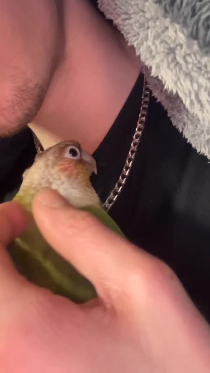 Conures birds for sale: Pineapple conure (read description)  - Video 1