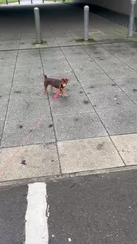 Jack Russell dogs for stud: Jack Russell (Stud) - Video 1