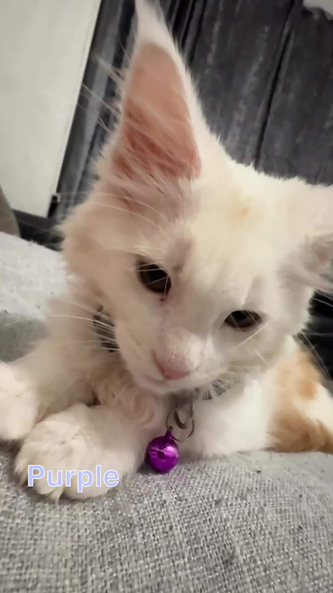 Maine Coon cats for sale: Gorgeous full breed Maine Coon kittens - Video 1