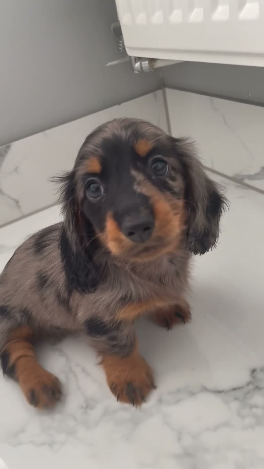 Miniature Dachshund dogs for sale: KC MINIATURE LONG HAIRED DACHSHUNDS  - Video 1