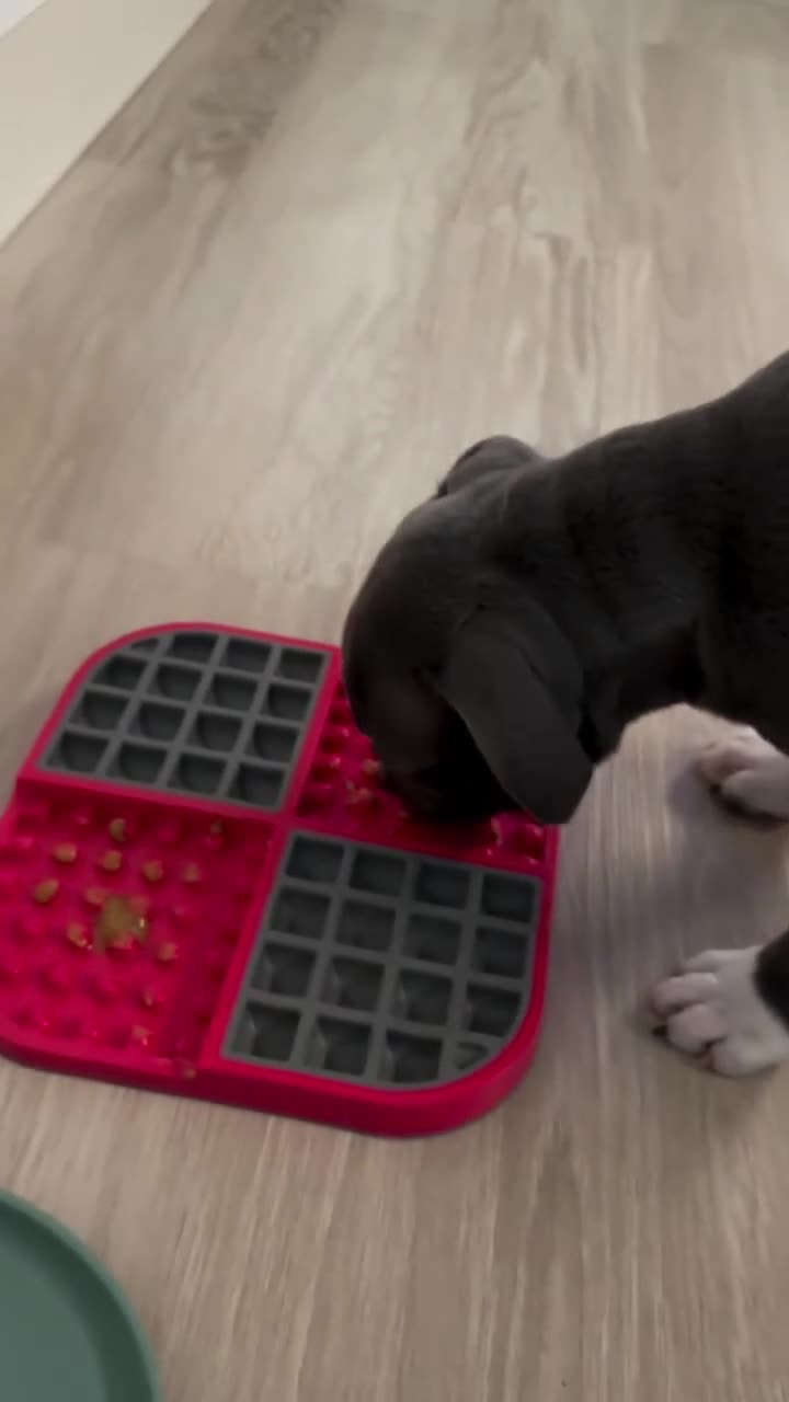 Staffordshire Bull Terrier dogs for sale: Quality Staffordshire Bull Terrier Puppies  in Woking - Video 1