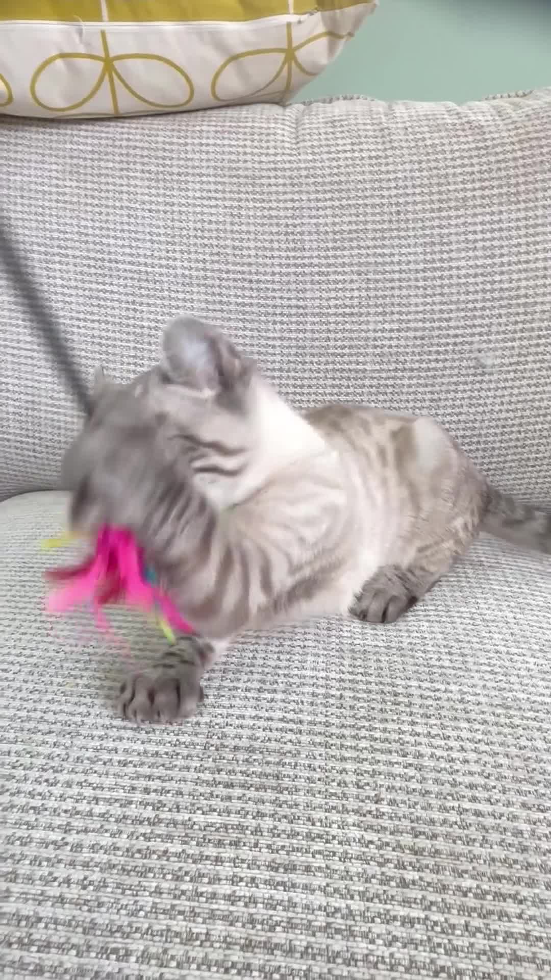 Savannah cats for sale: Awesome snow leopard Keetso male  - Video 1