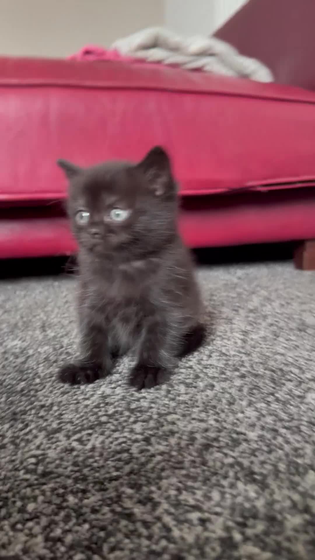 Bombay cats for sale: Beautiful Bombay x BSH Tuxedo Kittens - Video 1