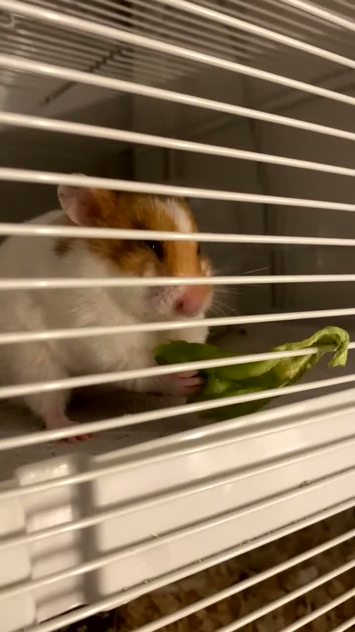 Hamster rodents for sale: Syrian Hamster  in Oldham - Video 1