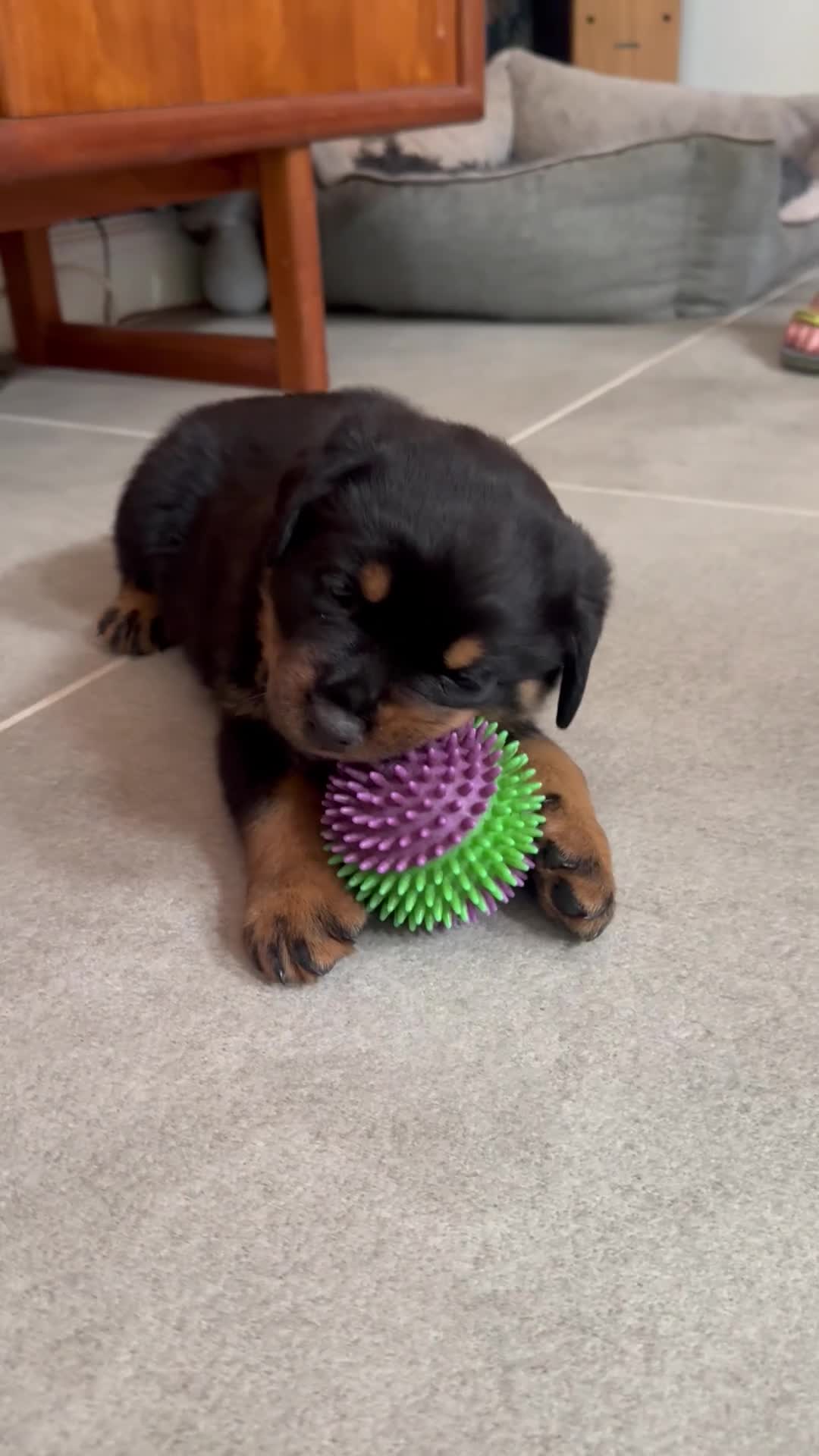 Rottweiler dogs for sale: KC Registered Rottweiler Puppies - Video 1