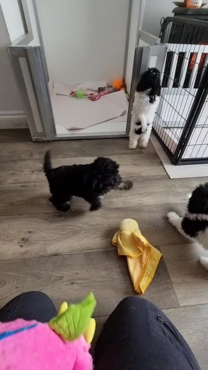 Cockapoo dogs for sale: Fully Vaccinated Best Friend Sofa Companions 🥰   - Video 2