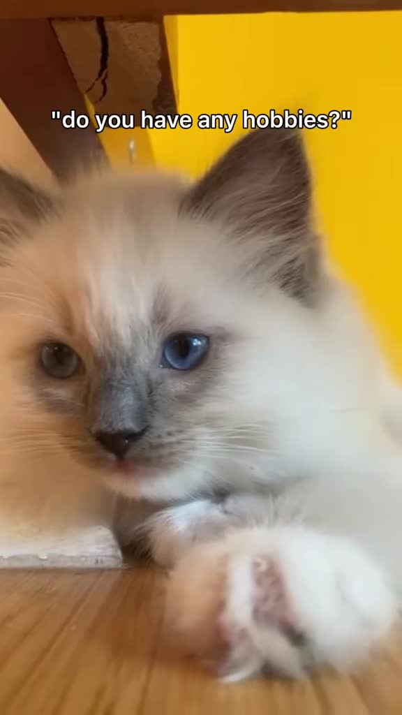 Ragdoll cats for sale: Ragdoll kittens available  - Video 4