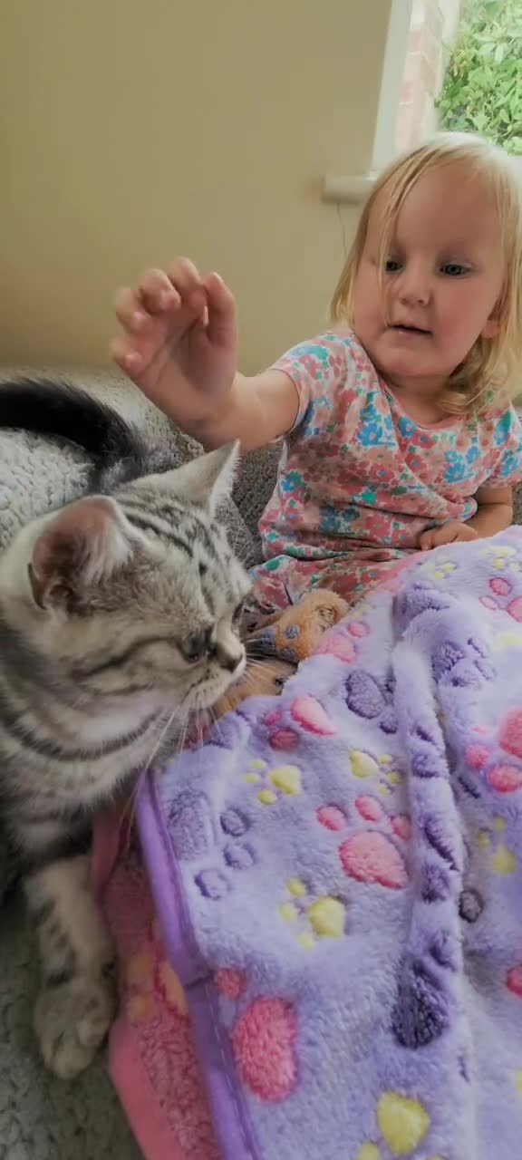 British Shorthair cats for sale: Your Furry Fantasy Awaits! - Video 3