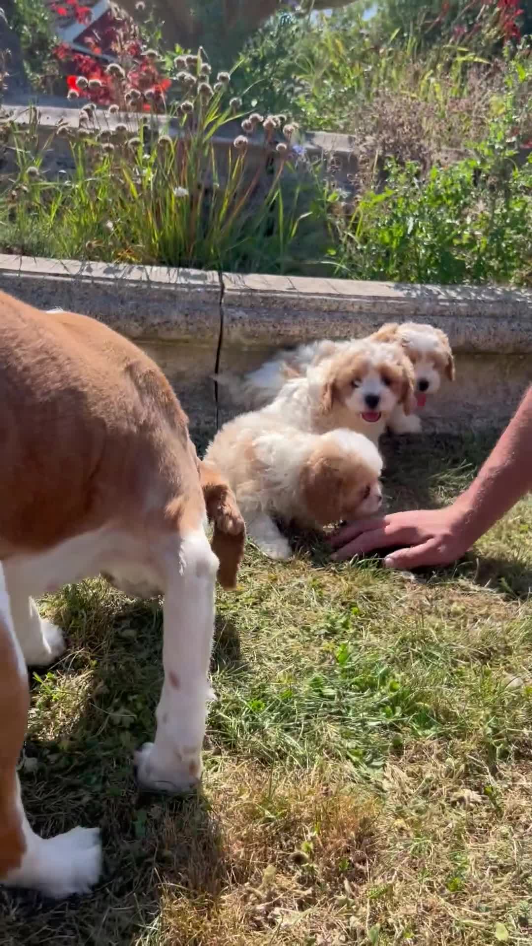 Cavachon dogs for sale: 5 stunning cavachons now available for new 🏡 - Video 2