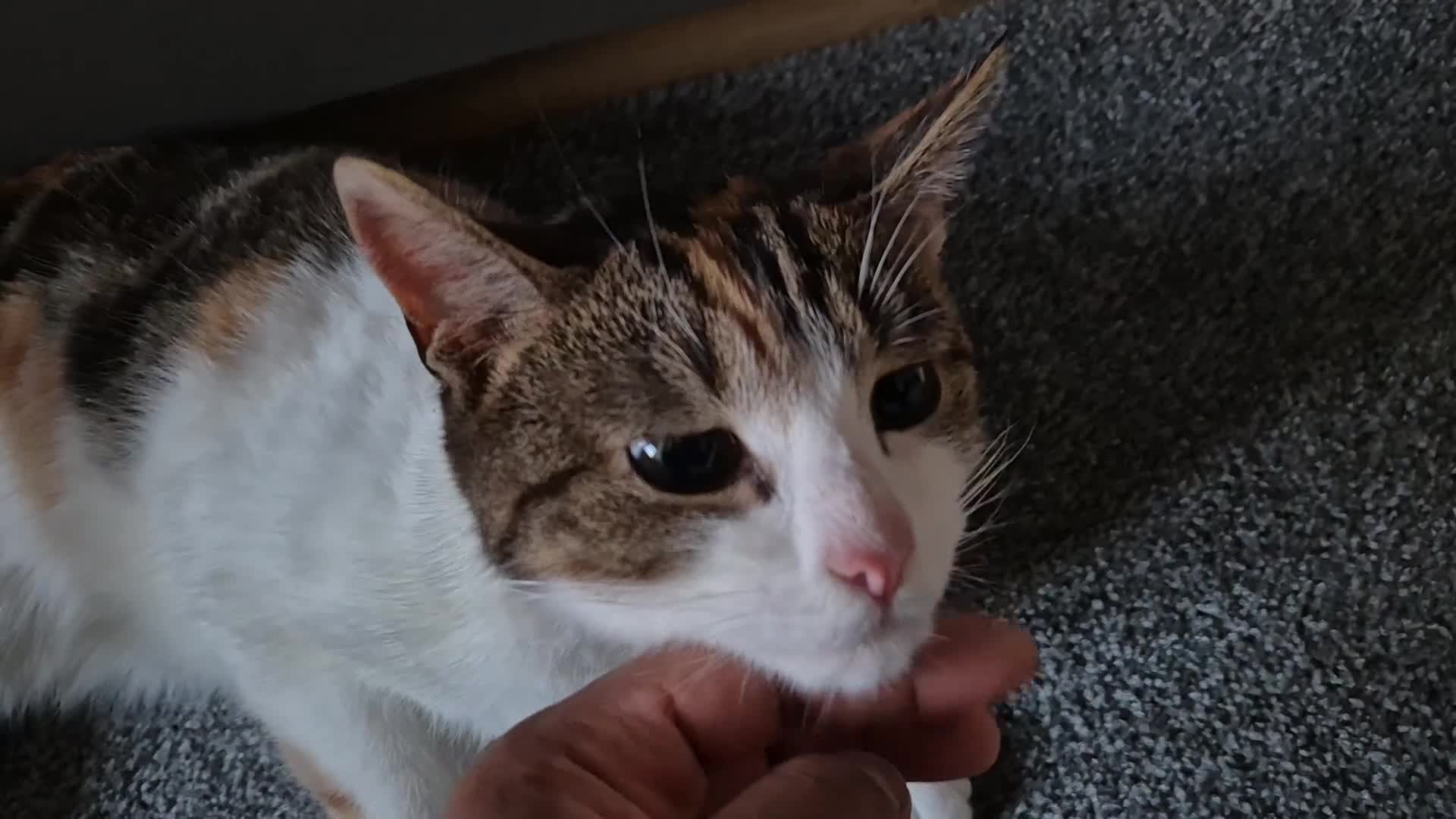 Domestic Shorthair cats for sale: Adorable and Sweet Female Cat - Video 1