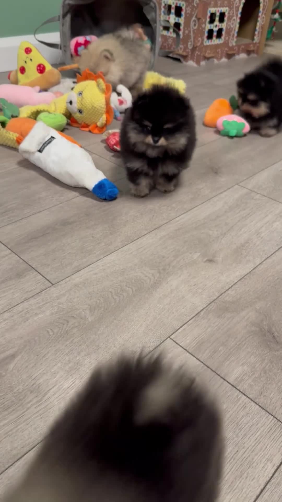 Pomeranian dogs for sale: Pomeranian puppies KC Registered  - Video 4