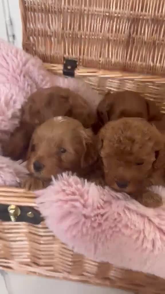 Cavapoo dogs for sale: Health tested cavapoo  in Sheerness - Video 1