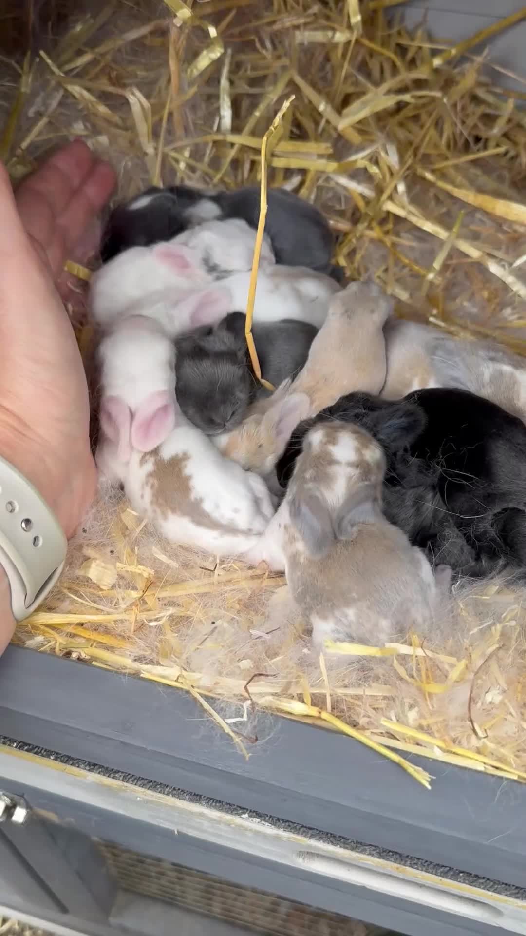 Mini Lop rabbits for sale: Mini lop baby rabbits for sale - Video 1
