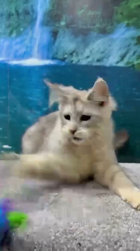 Maine Coon cats for sale: High silver TICA Registered Maine Coon Kittens  - Video 5