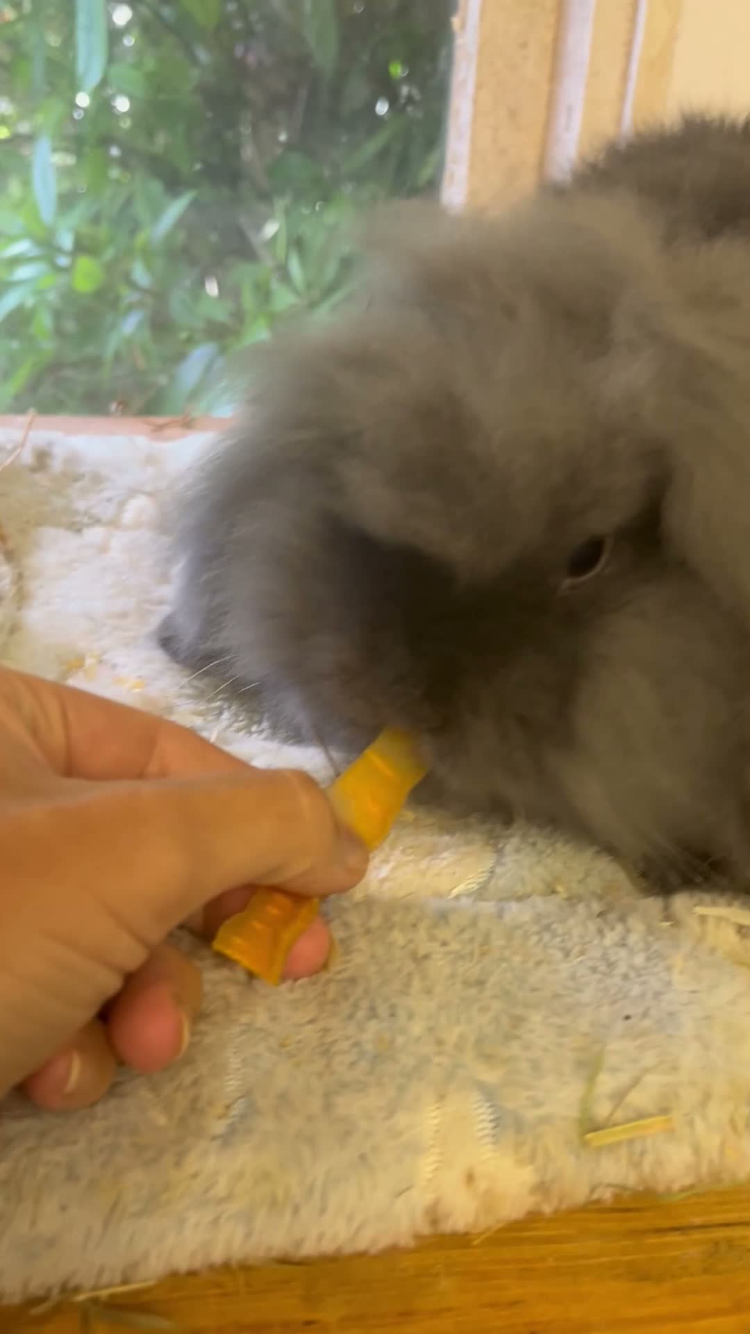 Mini Lion Lop rabbits for sale: Mini lion lops - Video 2