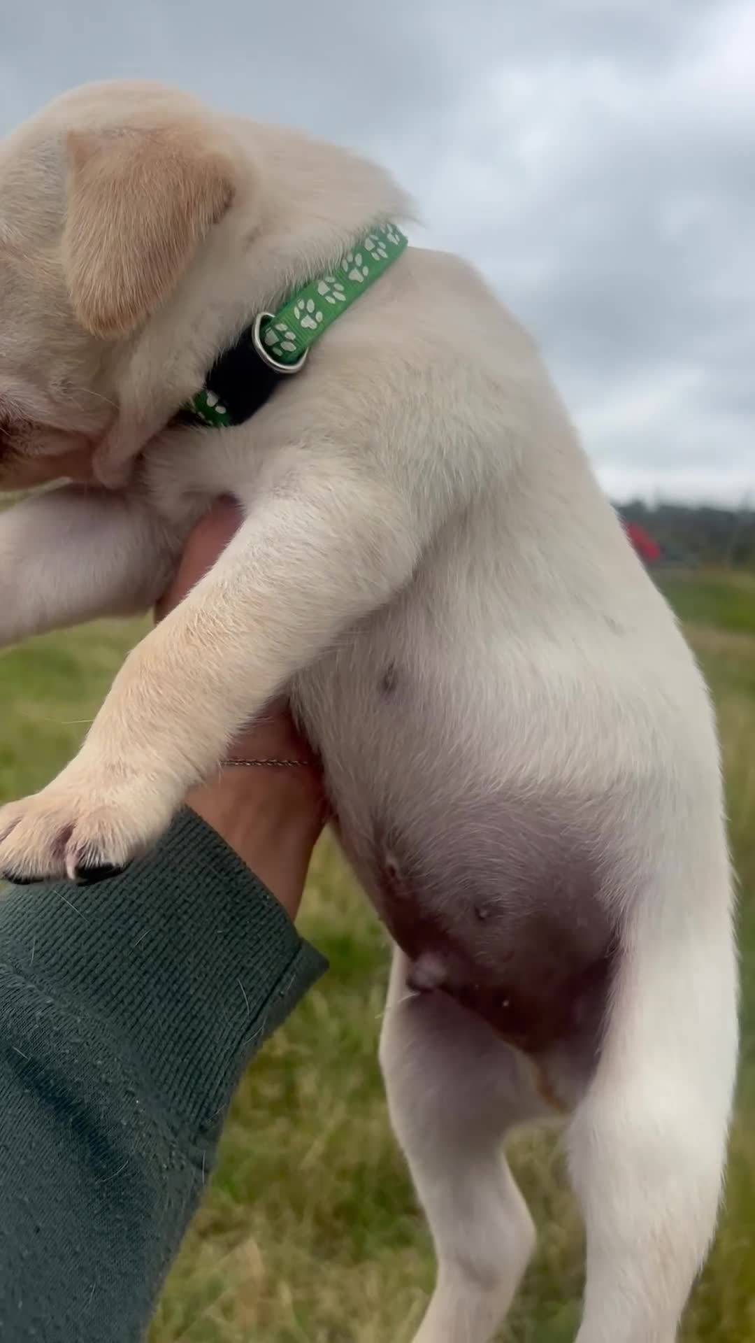 Labrador Retriever dogs for sale: KC Labrador puppies  - Video 3