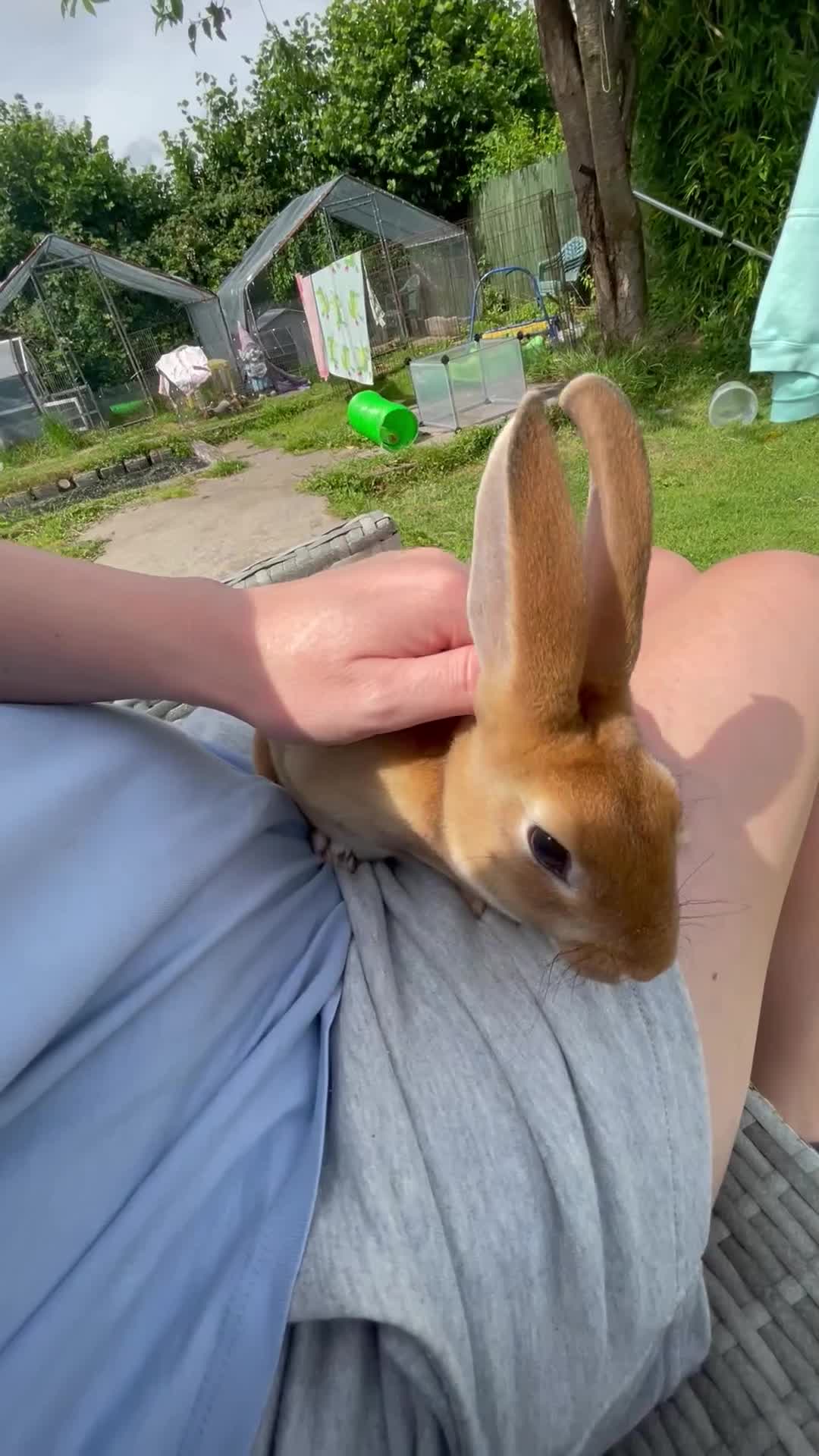 Rex rabbits for sale: Pure bred mini Rex 🐰  - Video 1