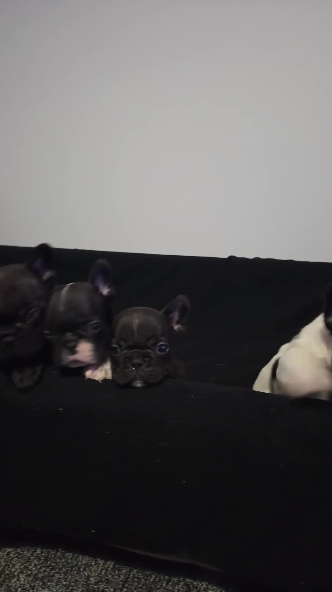 French Bulldog dogs for sale: French bulldog puppies  - Video 3