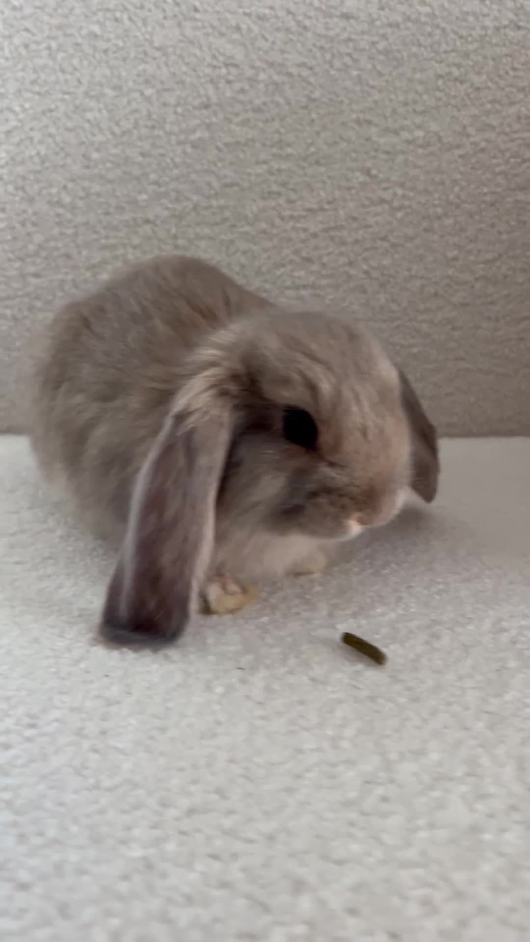 Mixed Breed rabbits for sale: Mixed Continental Giant & Lop baby bunny in London - Video 1