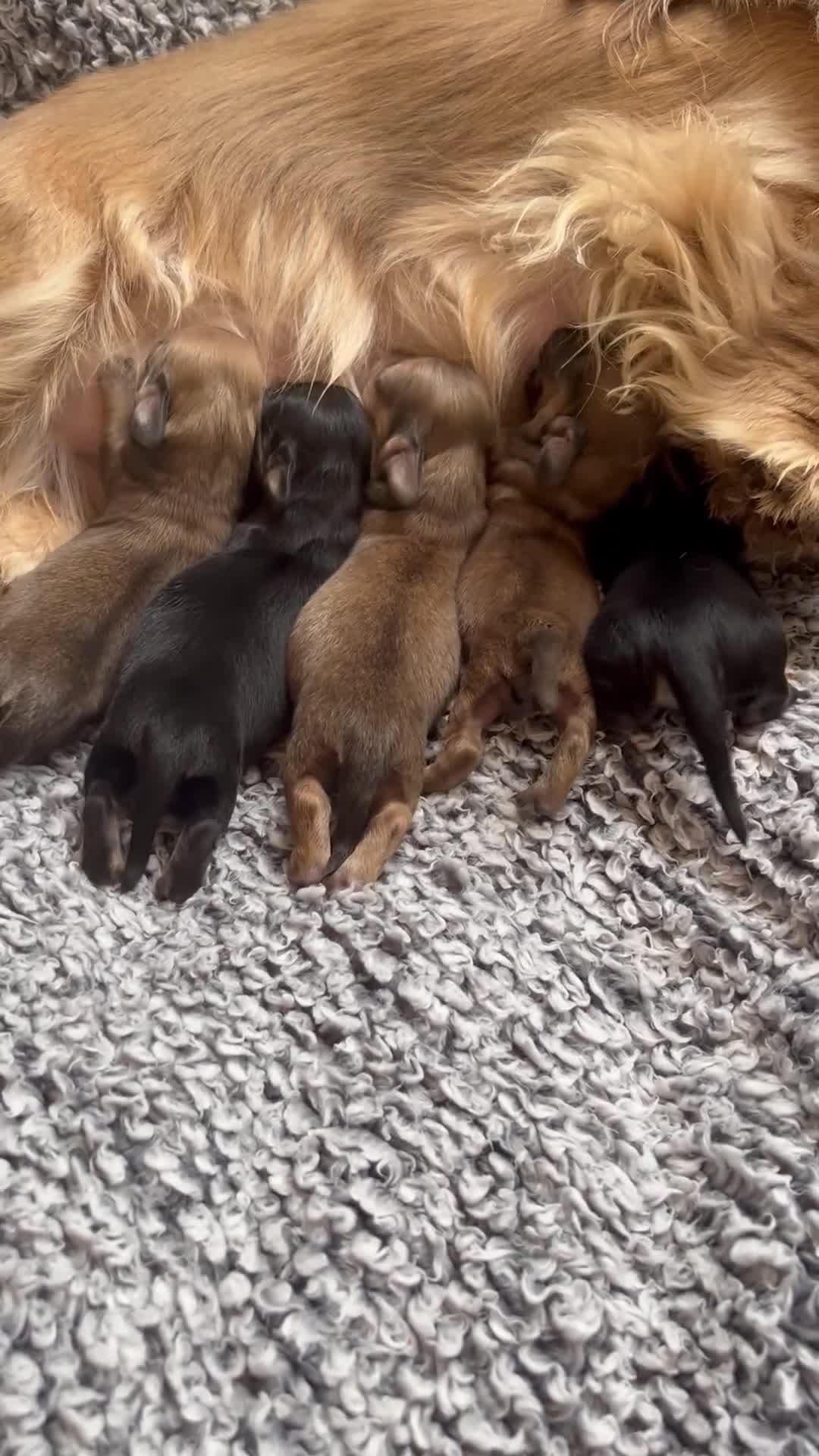 Dachshund dogs for sale: Long haired Dachshunds puppies for sale - Video 1