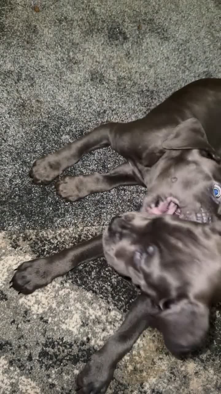 Cane Corso dogs for sale: Cane corso puppies - Video 2