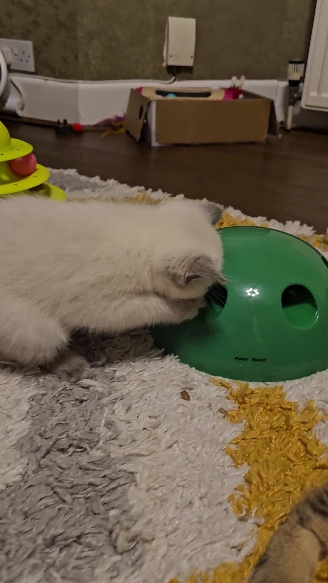 Scottish Fold cats for sale: 😻SF pedigree TICA 😸 READY TO LEAVE😸 - Video 3