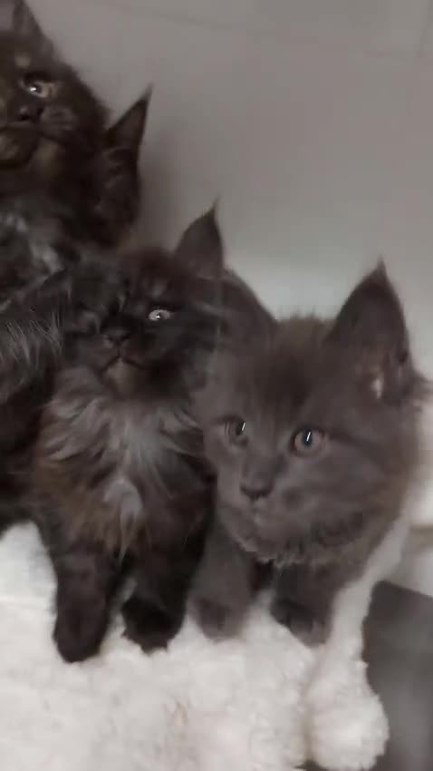 Maine Coon cats for sale: Beautiful big maine Coon babies  - Video 2
