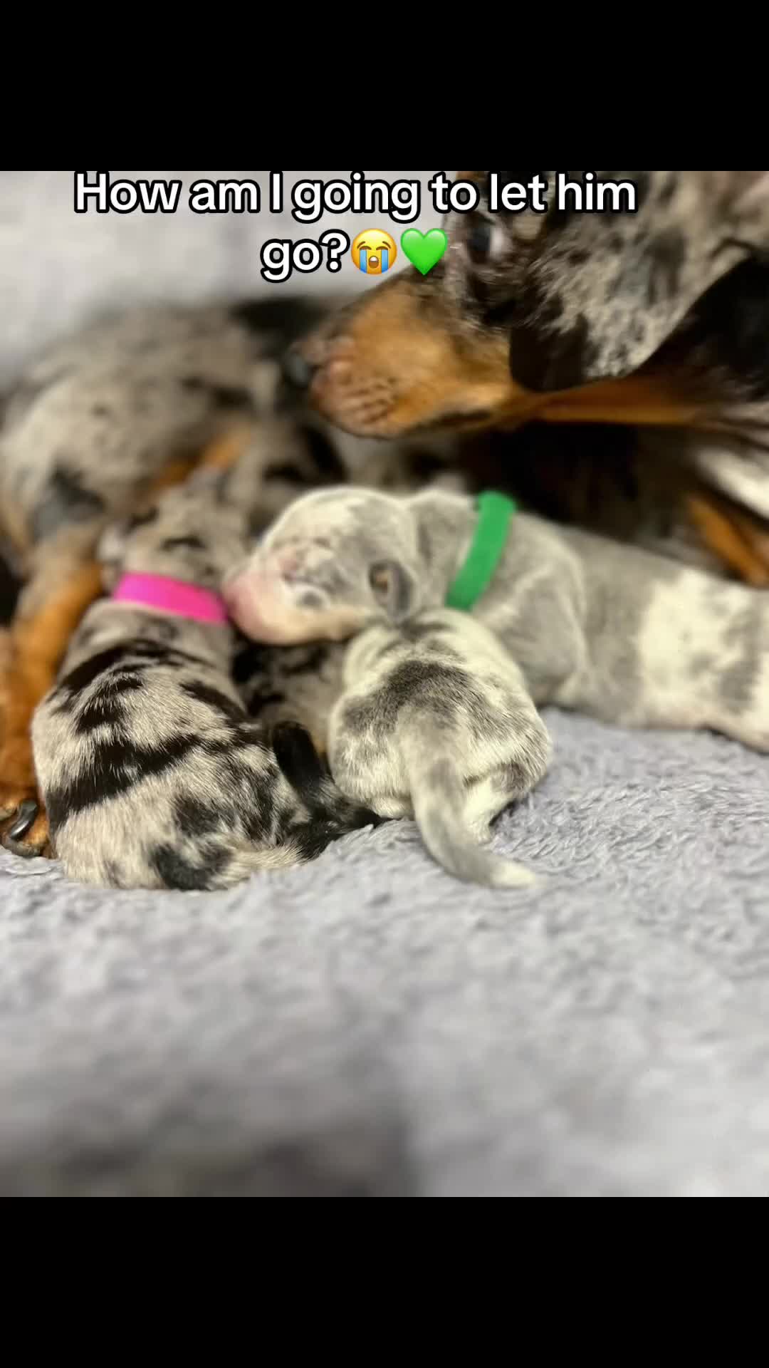 Miniature Dachshund dogs for sale: Miniature Dachshund Puppy, Blue and Cream Dapple - Video 3