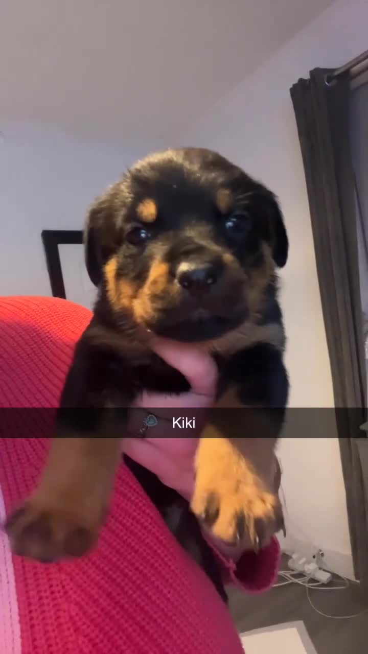 Rottweiler dogs for sale: ⭐ LAST THREE ROTTWEILER PUPPIES LEFT ⭐  - Video 3