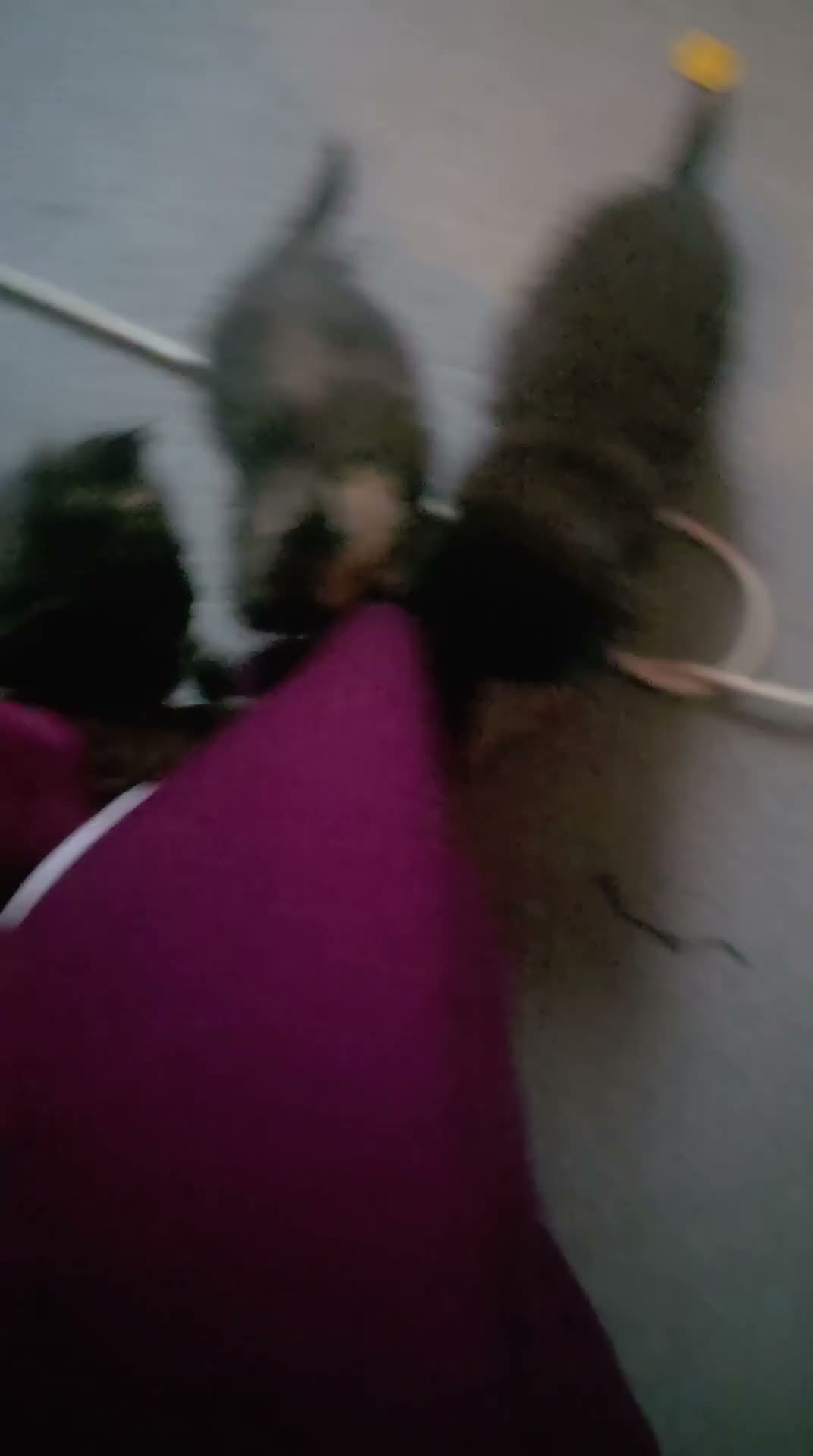 Maine Coon cats for sale: 3/4 mainecoon x ragdoll polydactyl  - Video 1