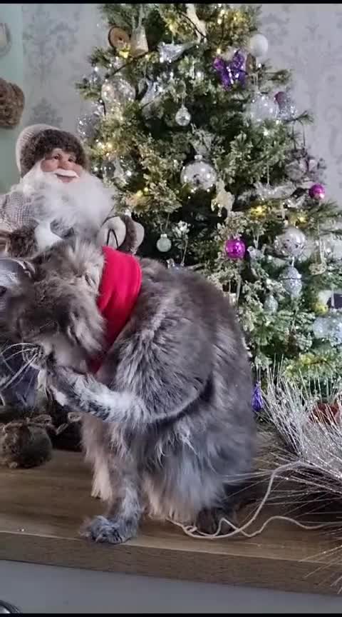Maine Coon cats for sale: Stunning Dolly tica registered blue ticked tabby - Video 4