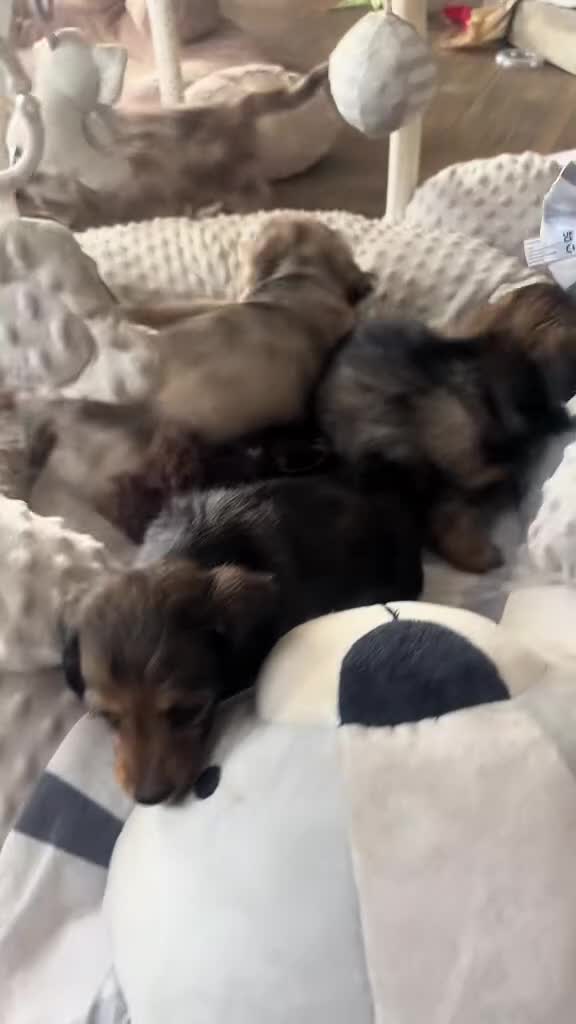 Miniature Dachshund dogs for sale: Miniature longhair dachshunds health test parents  - Video 1