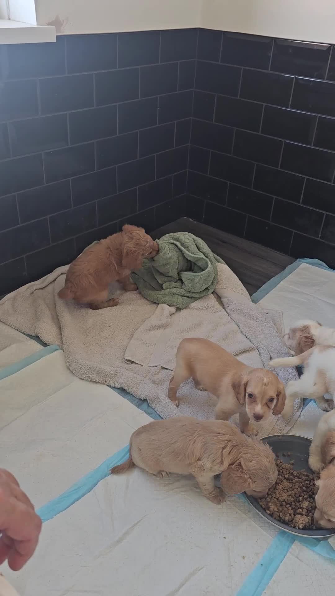 Cockapoo dogs for sale: Cockapoo puppoes - Video 3