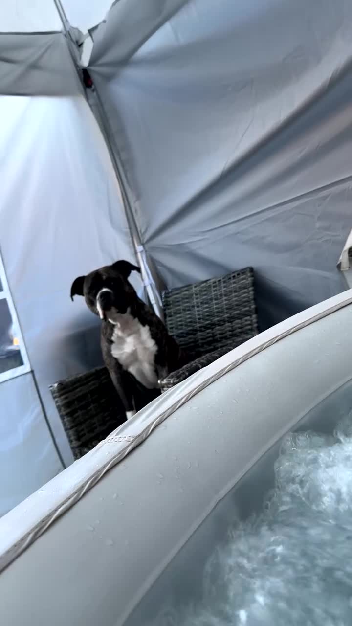 Staffordshire Bull Terrier dogs for sale: Eddie is 3 in Dec he is a gorgeous boy - Video 5