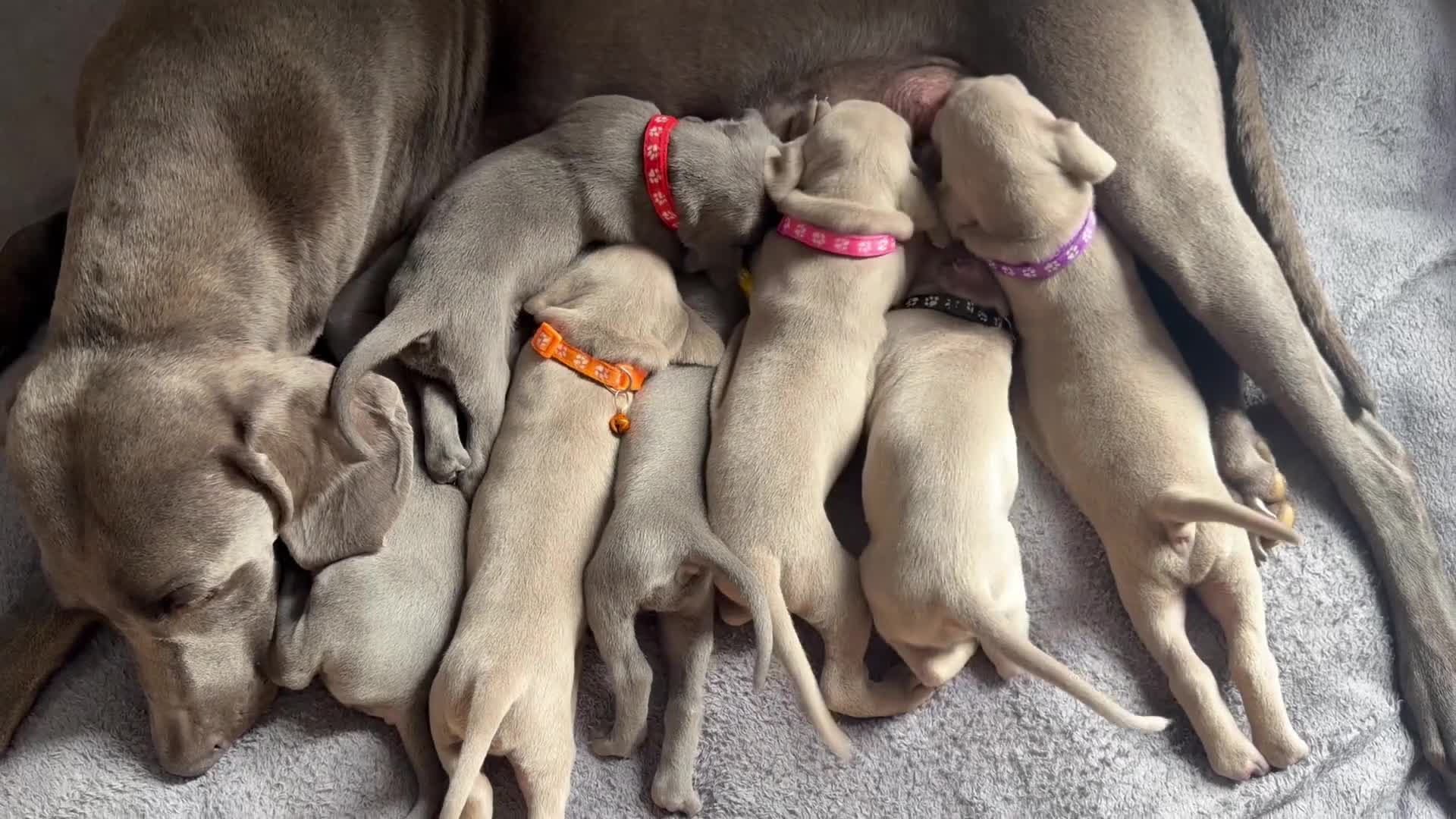 Weimaraner dogs for sale: Stunning 💙&🩶 KC Registered Weimaraner pups 🩷&💙 - Video 1