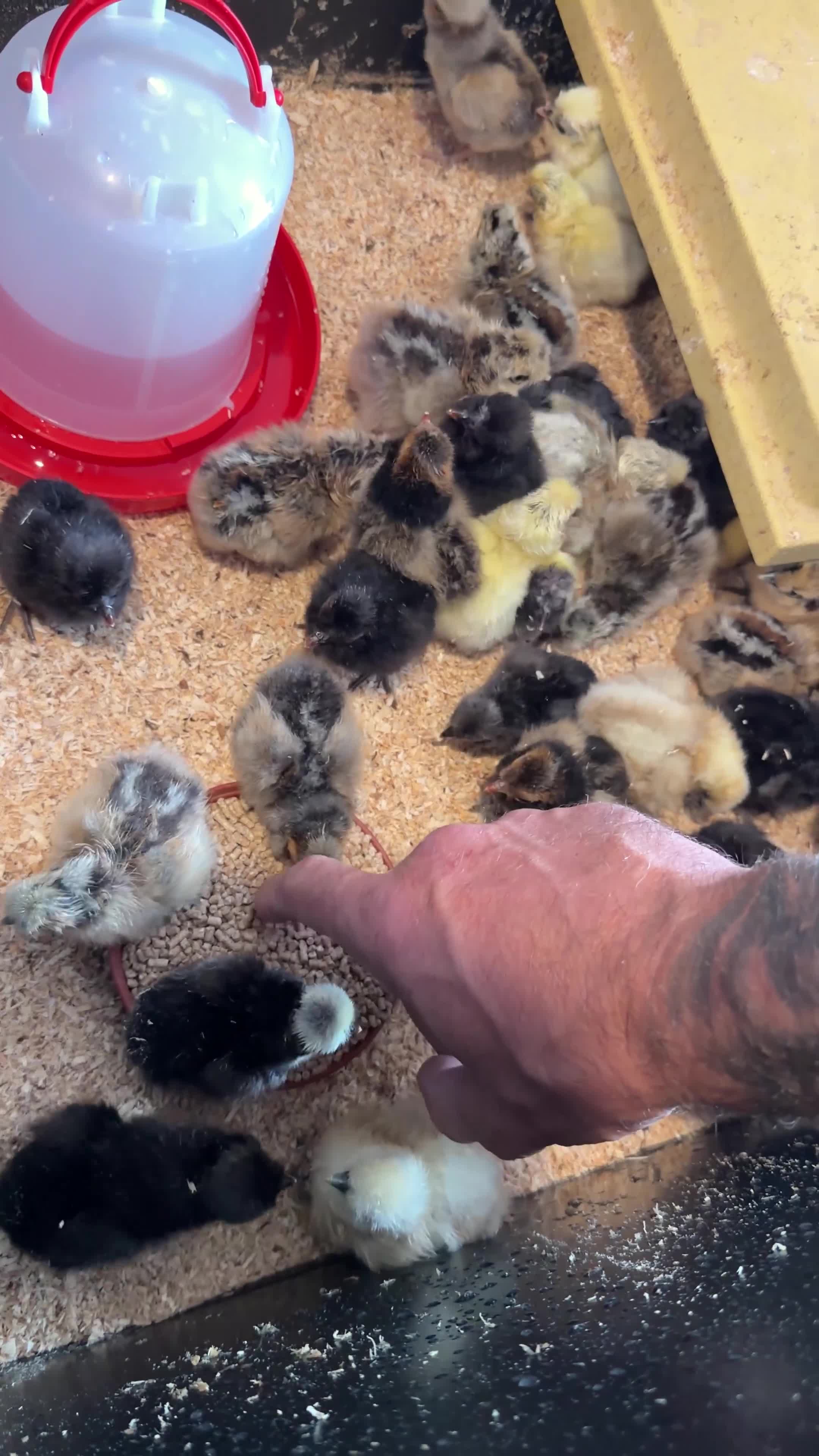 Chickens poultry for sale: Silkies & polish chicks  - Video 2