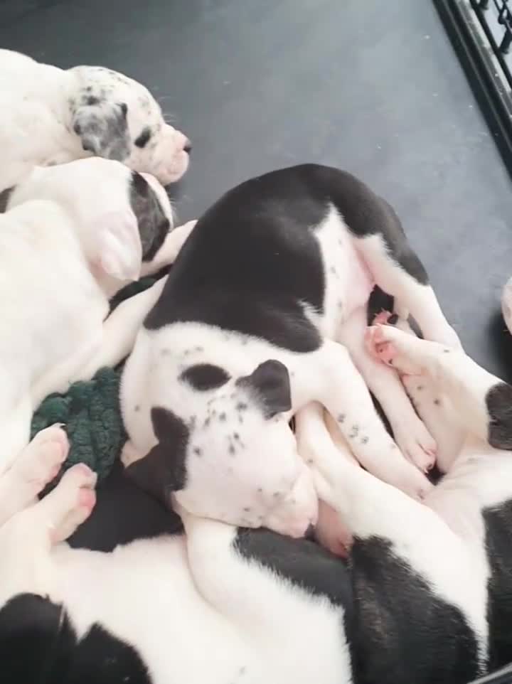 Mixed Breed dogs for sale: 5 Beautiful British cross American Staff pups - Video 3