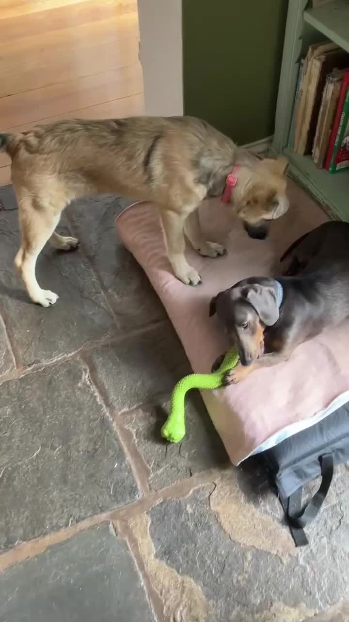 Mixed Breed dogs for adoption: MITZI, 7 months 18kg, friendly, house trained - Video 1