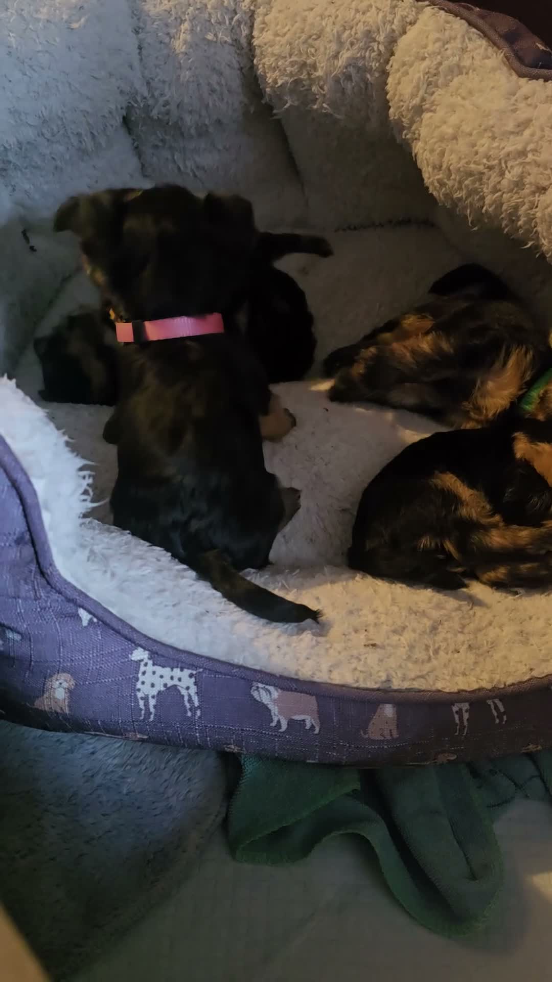 Yorkshire Terrier dogs for sale: 2 boys and 3 girls (5 weeks) ready to go - Video 1