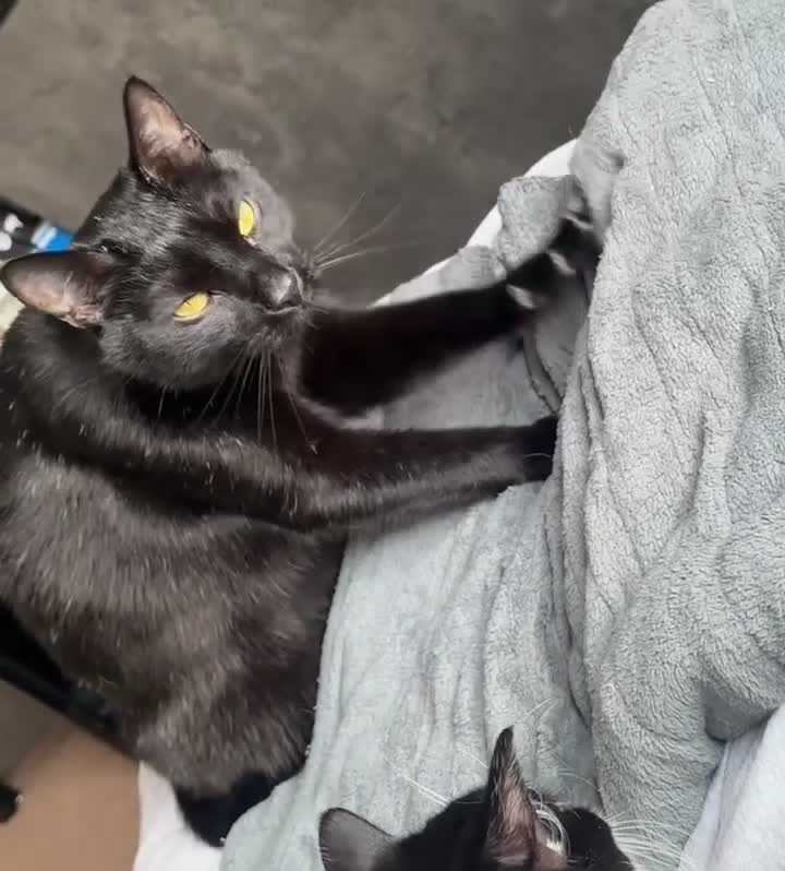 Bombay cats for sale: Shadow - Gentle playful boy - Video 2