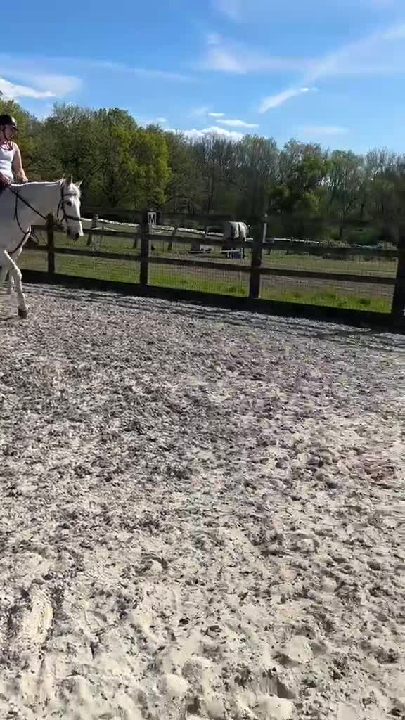 Irish Sports horses for sale: A beautiful handsome boy looking for new home  - Video 4