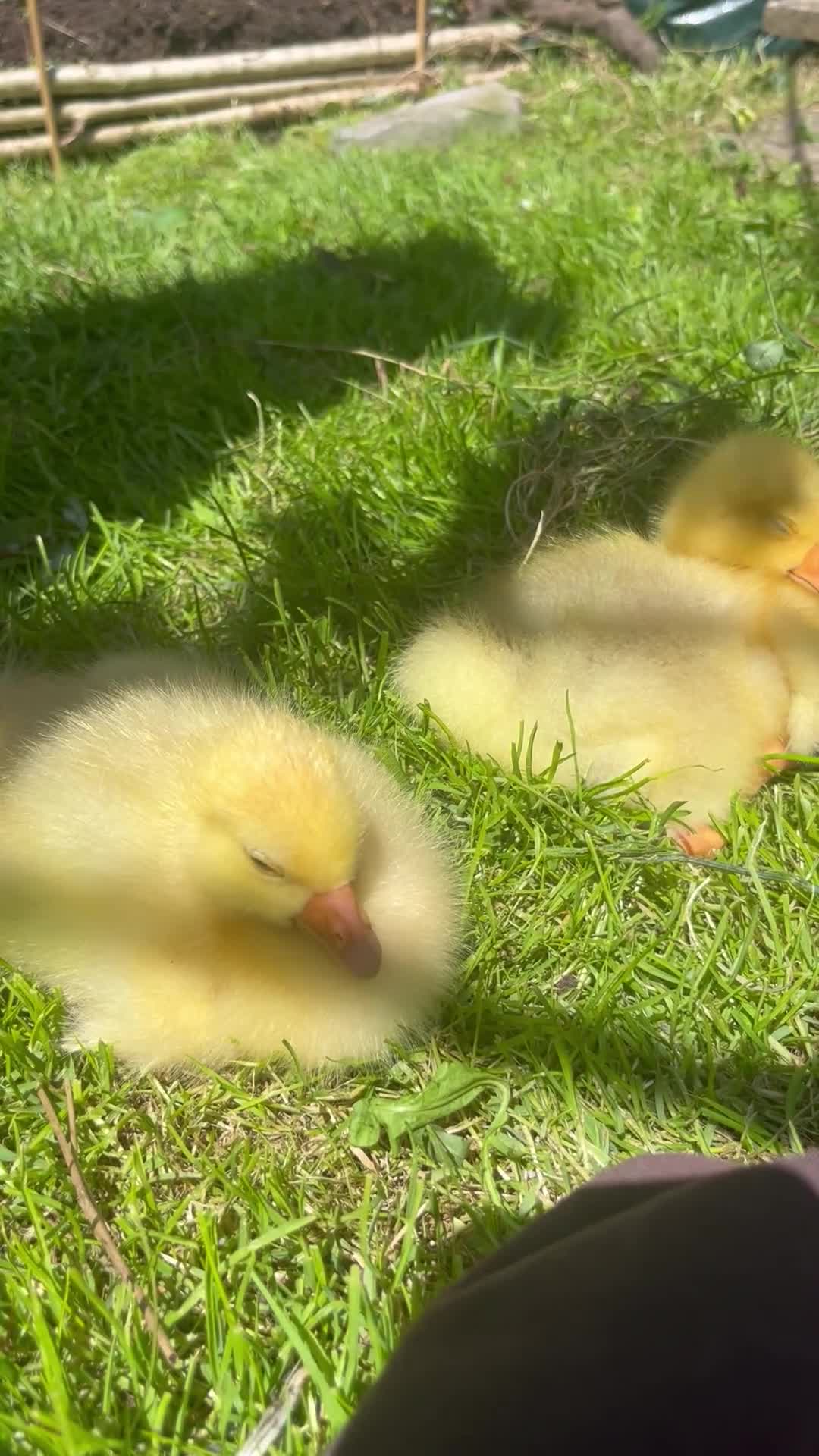 Geese poultry for sale: **SOLD**Week old Emden gosling pair - Video 2