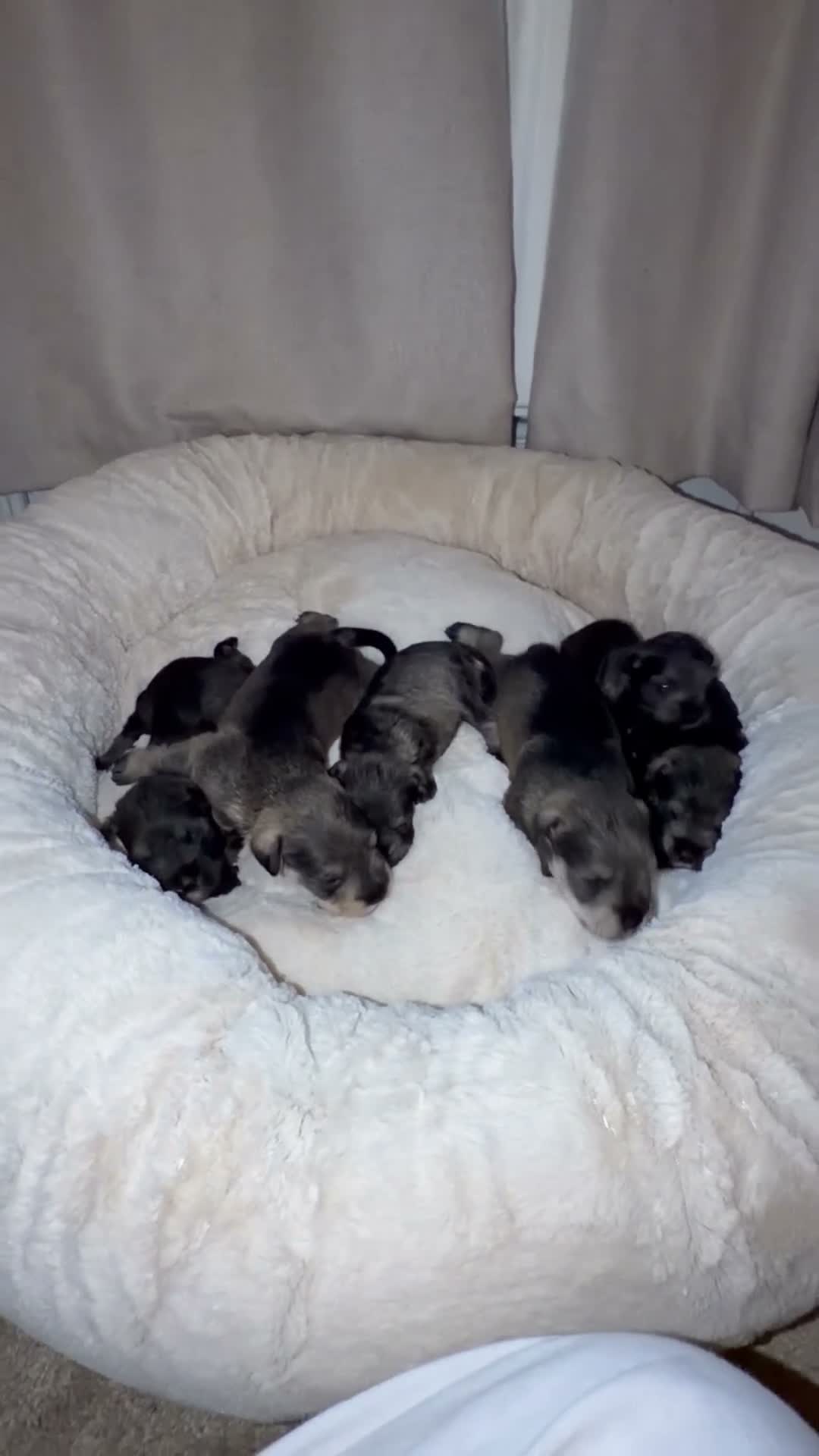 Miniature Schnauzer dogs for sale: Miniature Schnauzer Puppies 4 girls 3 boys.  - Video 1