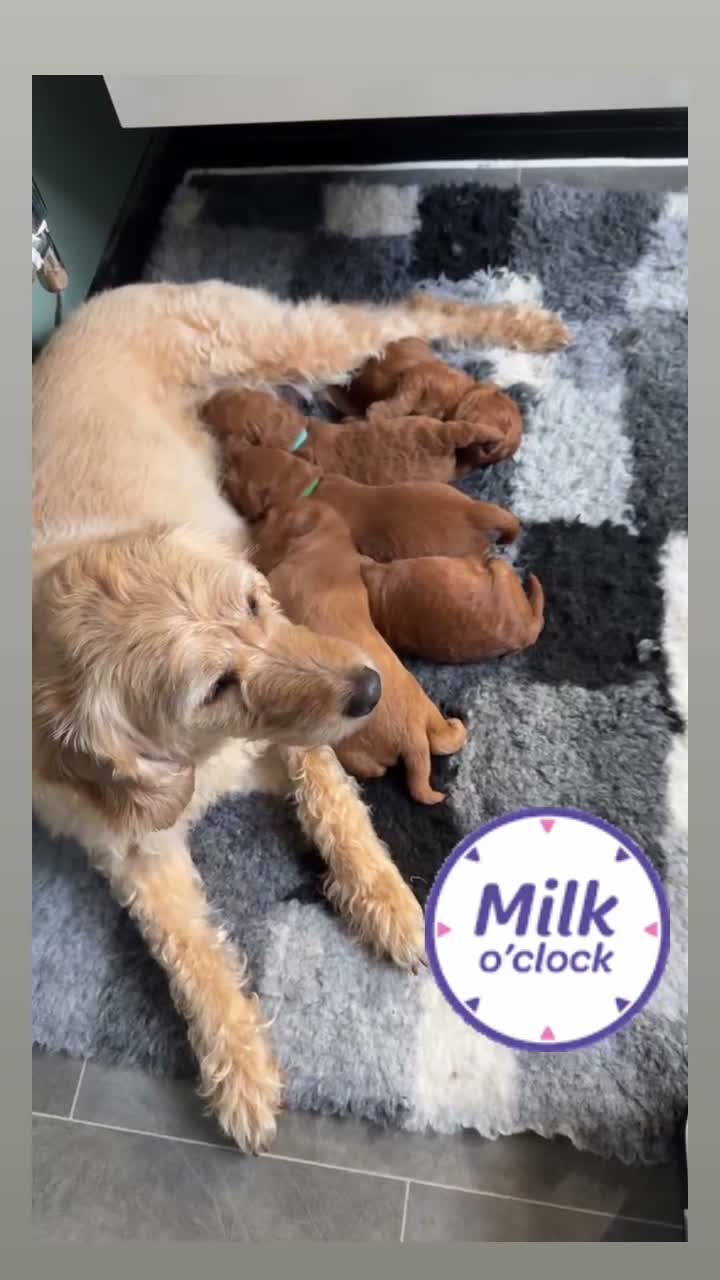 Labradoodle dogs for sale: ** 5 Beautiful Labradoodles Ready 29th November ** - Video 1