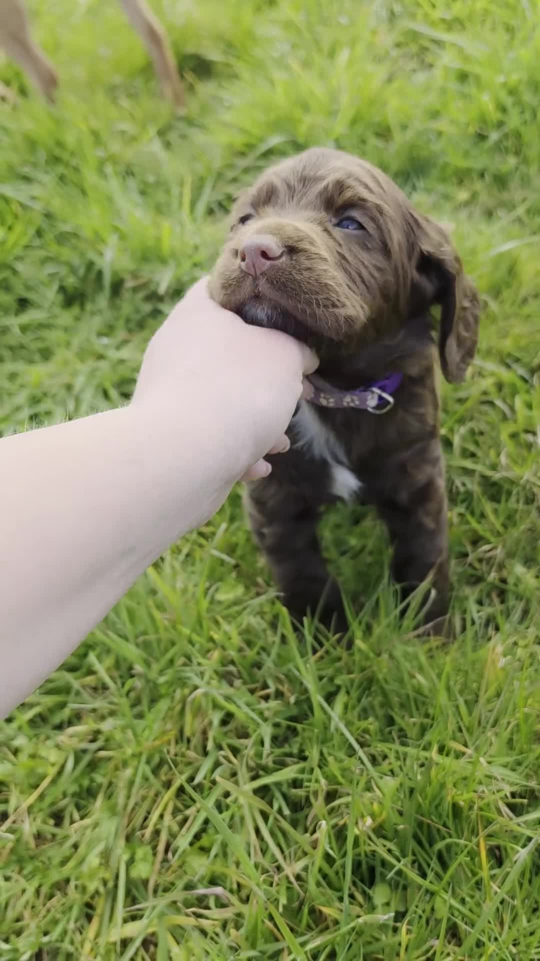 Sprocker dogs for sale: Sprocker spaniel puppies * 1 bitch left * - Video 2