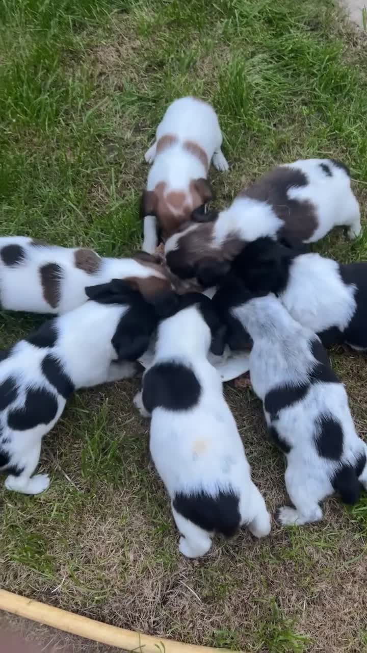 Jack Russell dogs for sale: Jack Russell pups - Video 1